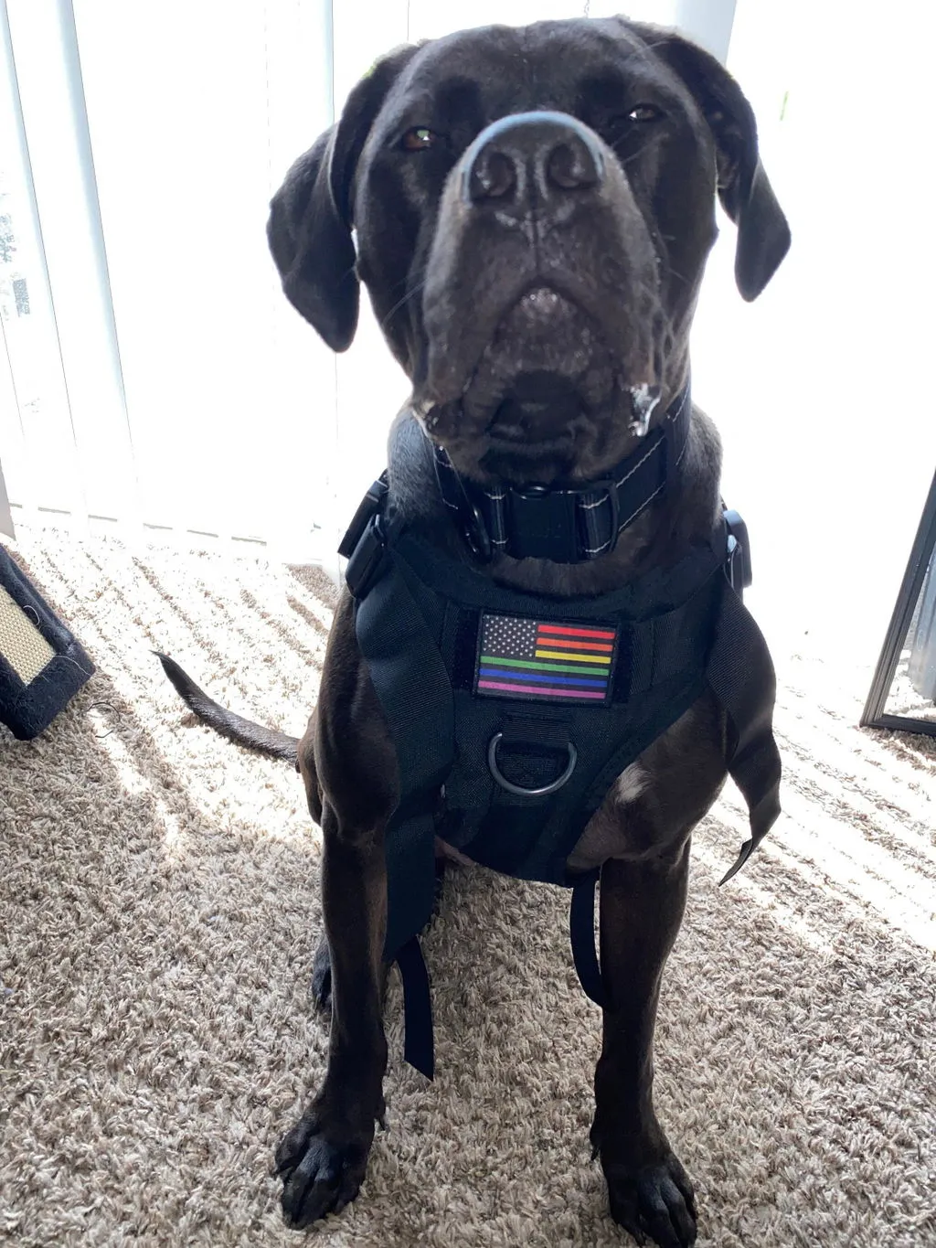 Pull Patch Pride Flag Redesign velcropatch