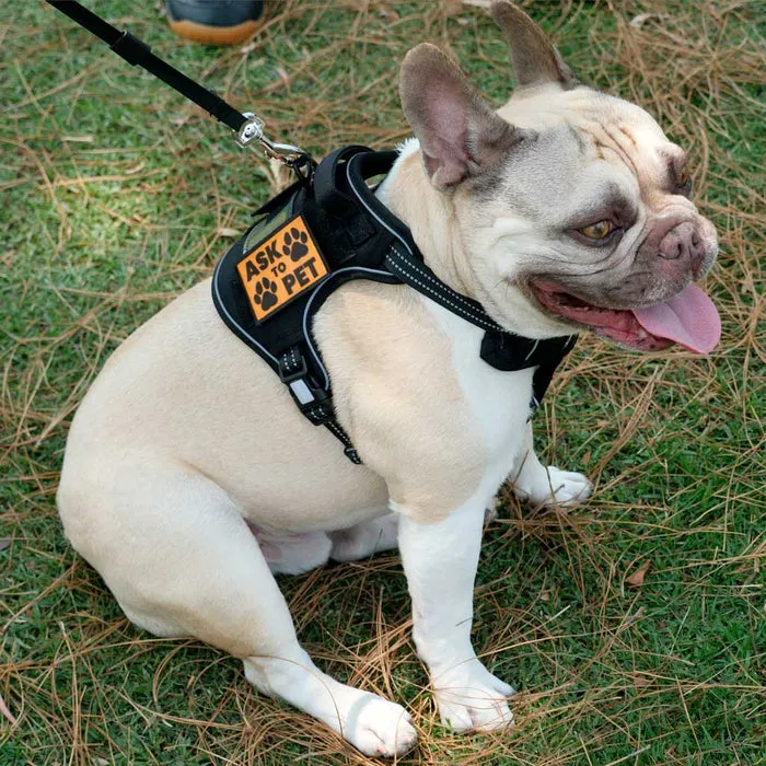 Pull Patch Ask To Pet orange patch med velcro